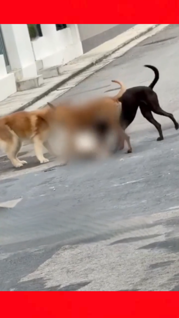 Si bulus di serang 3 ekor anjing liar